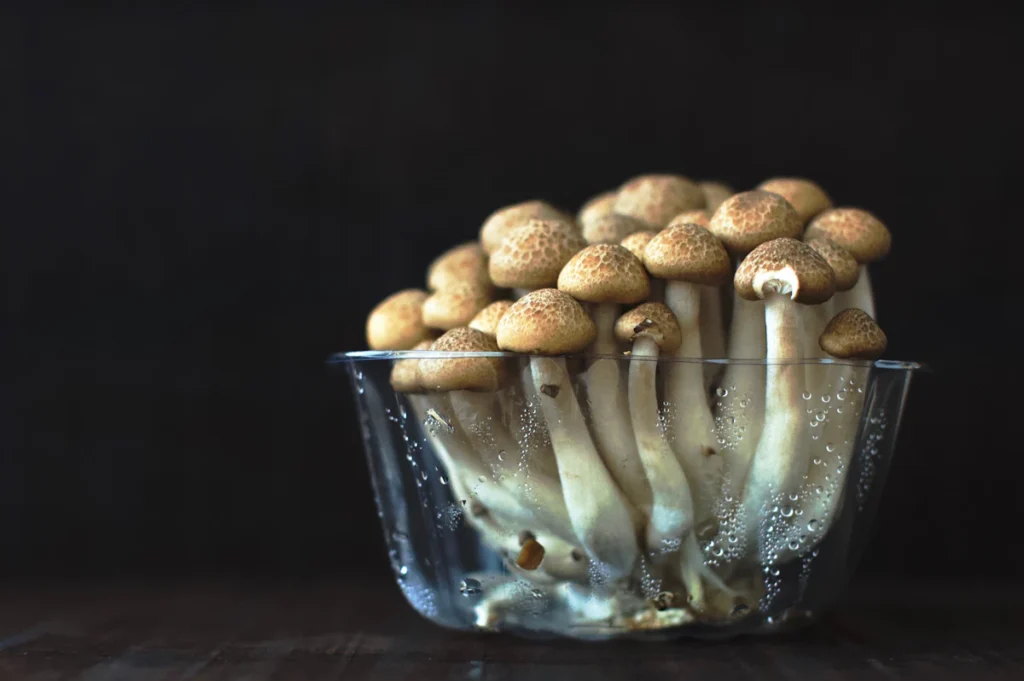 Fresh enoki mushroom clusters
