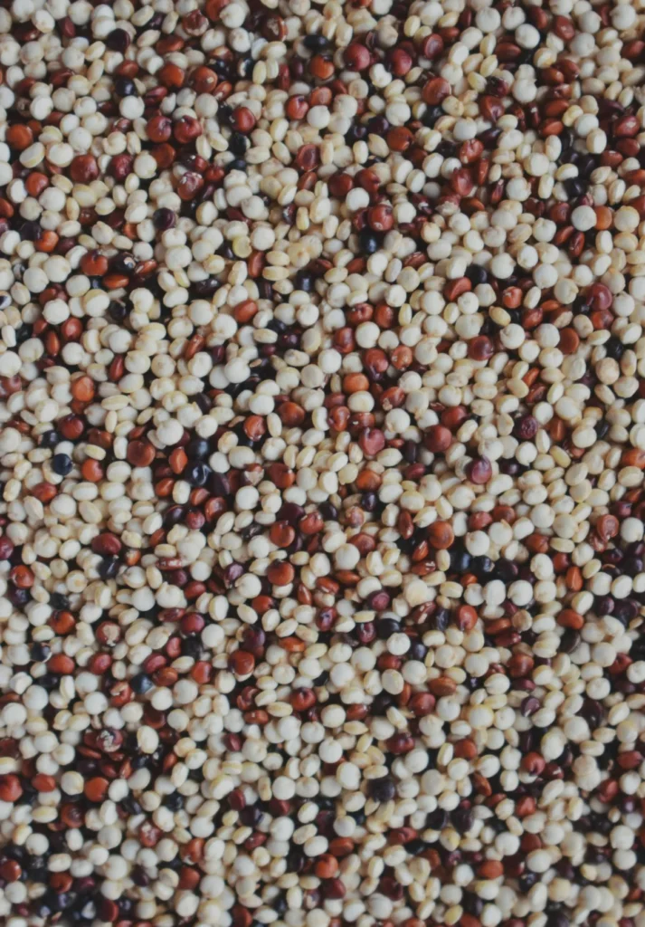 Close up of tricolor quinoa seeds