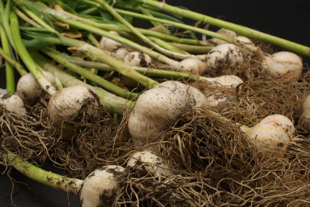 Enoki mushrooms separated into bundles